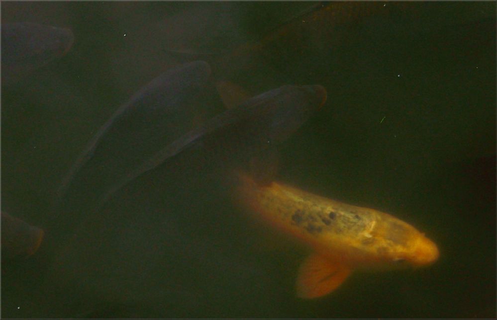 Fischgetümmel (keine Collage)