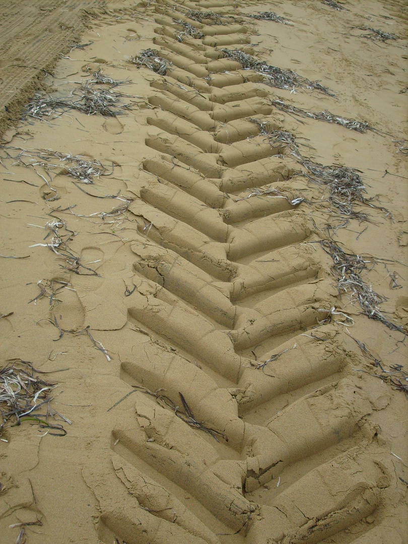 Fischgräte am Strand