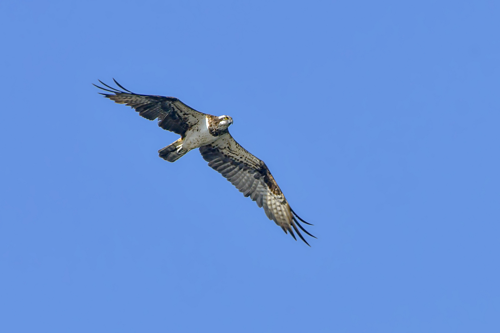 Fischi als Überflieger