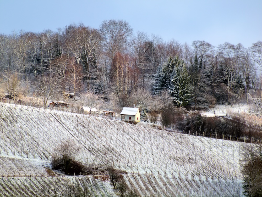 Fischinger Weinberg..