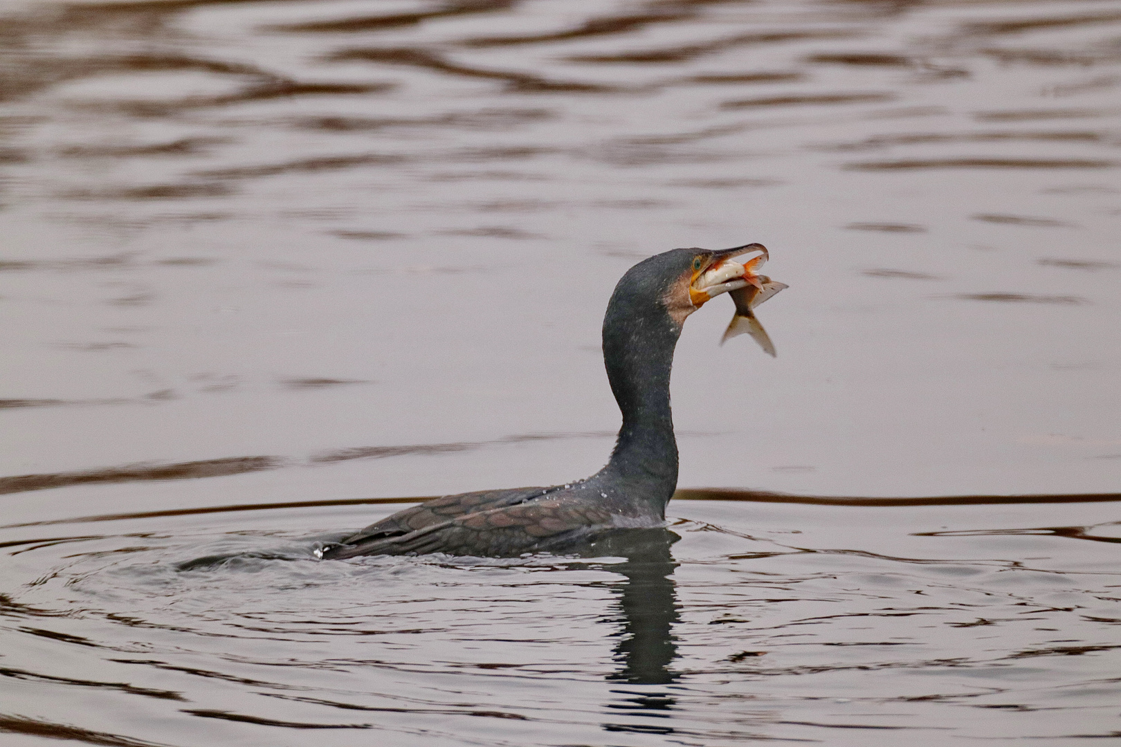 Fischjäger