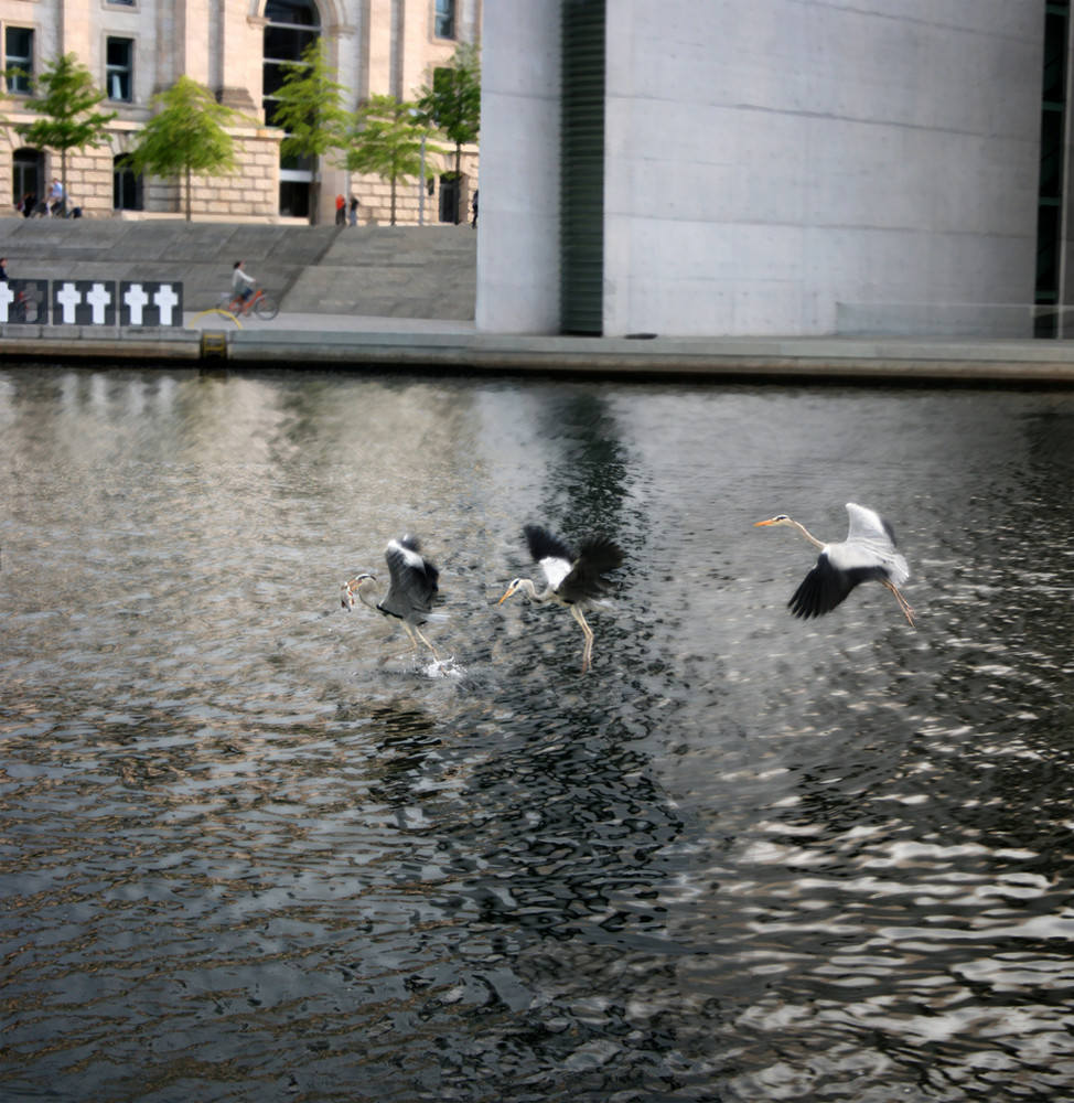 Fischjagt am Bundestag