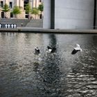 Fischjagt am Bundestag