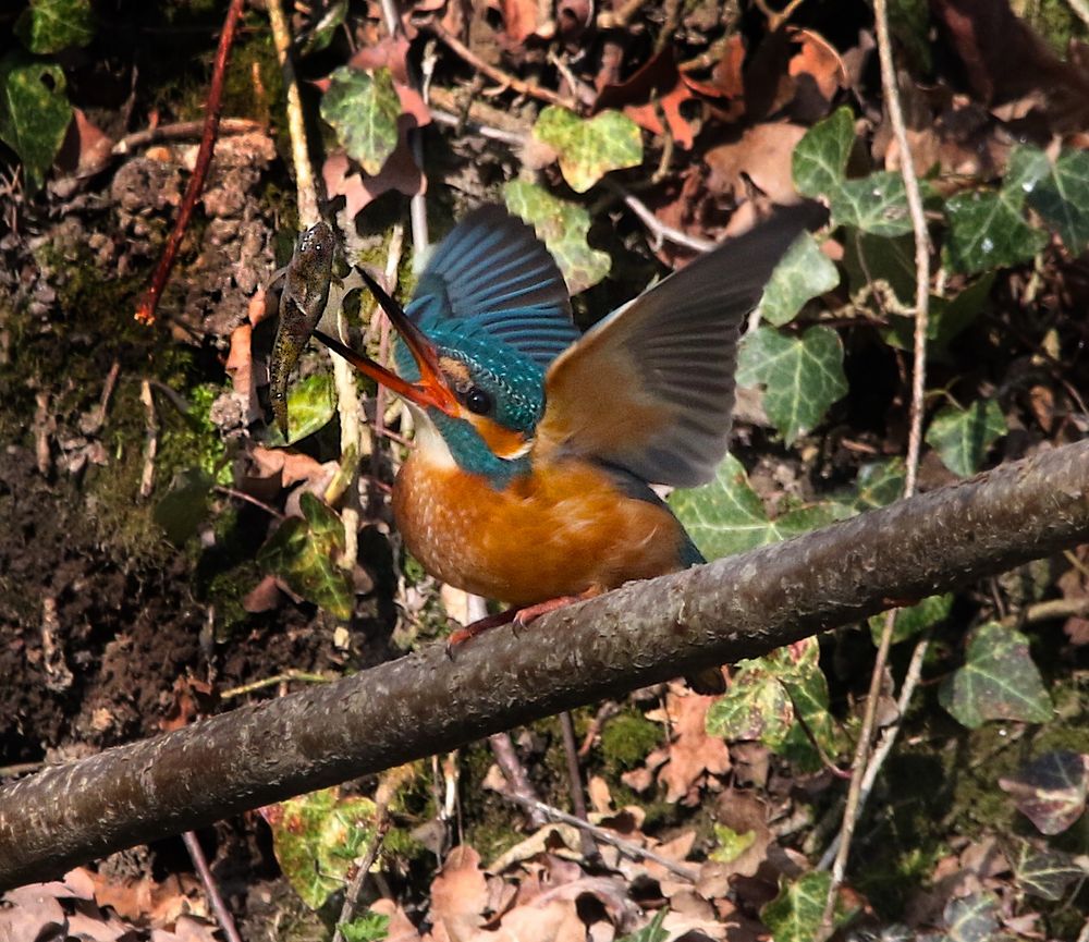 Fischjongleur