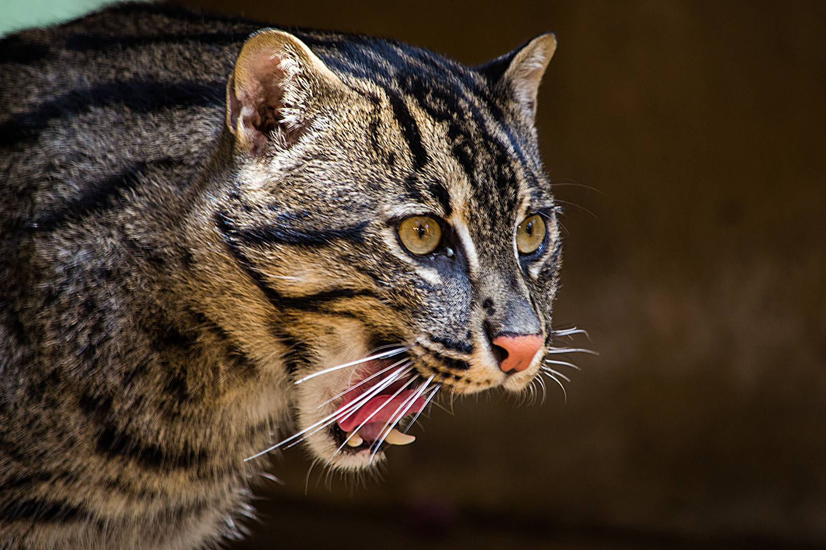 Fischkatze 2: Hey ..... Finger weg ... meines