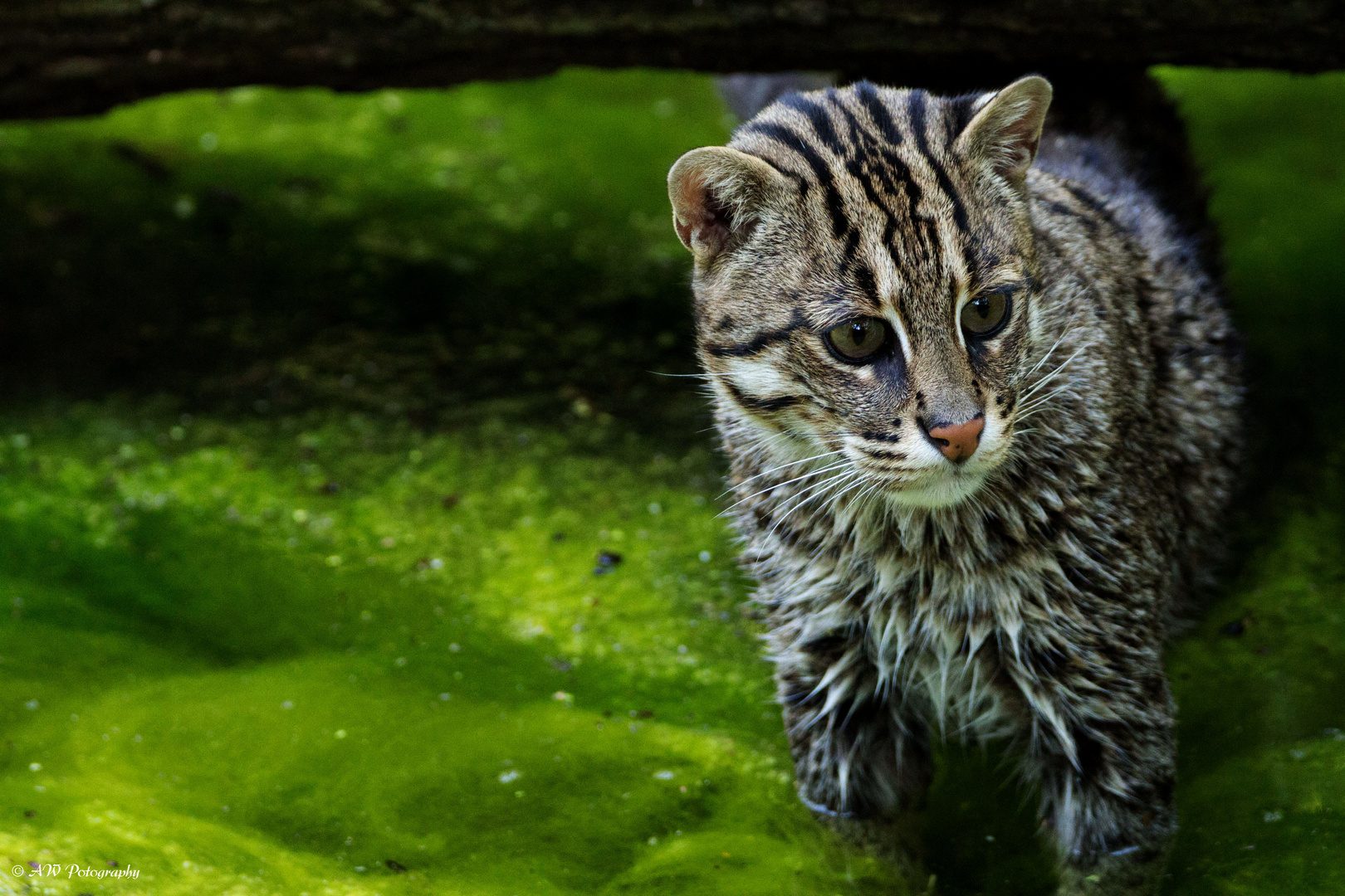  Fischkatze / Fishing Cat