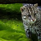  Fischkatze / Fishing Cat