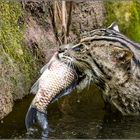 Fischkatze im Nürnberger Tiergarten