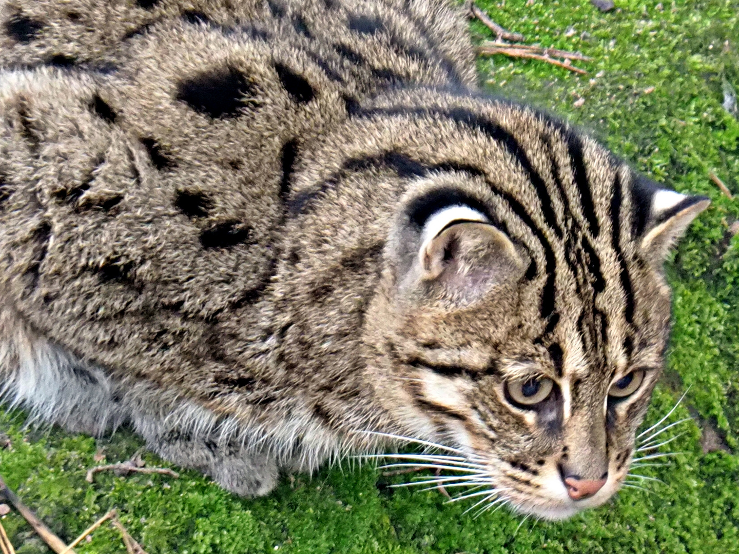 Fischkatze im Nürnberger Tiergarten