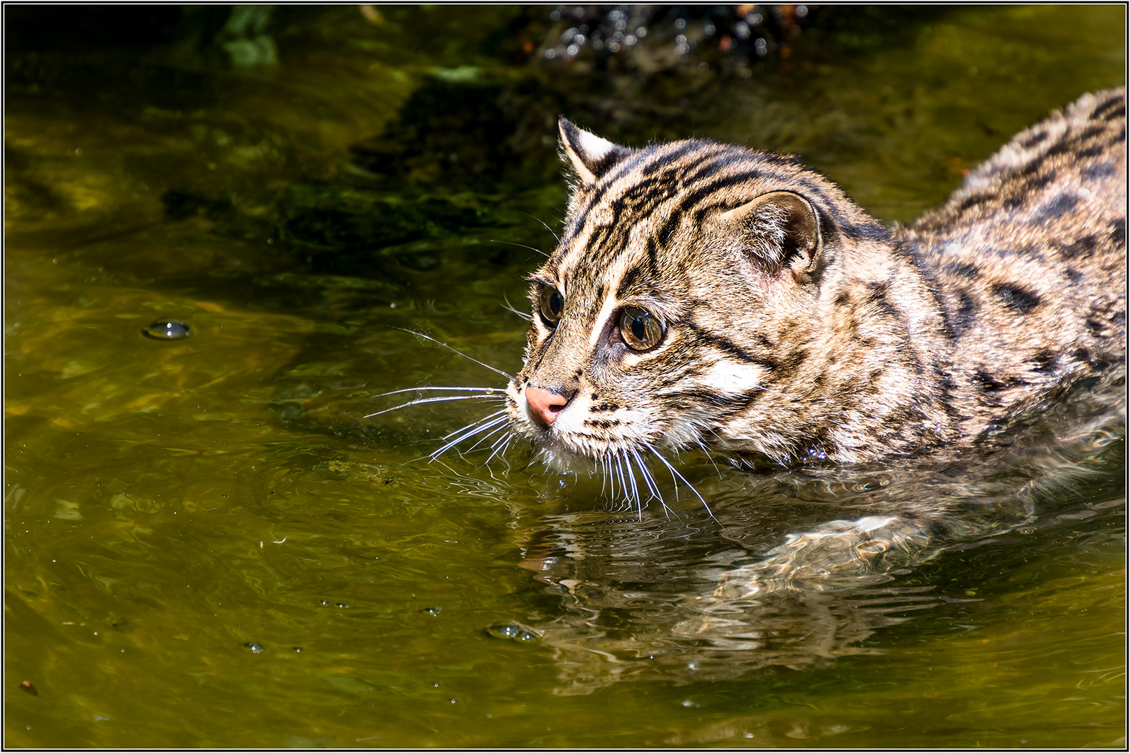 Fischkatze im Nürnberger Zoo