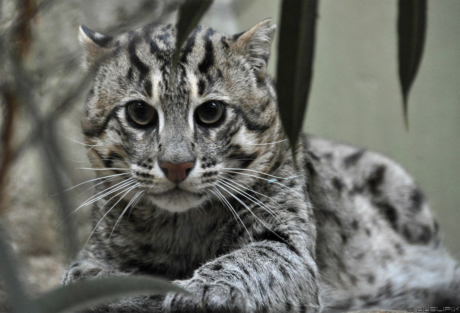 Fischkatze im Zoo Prag