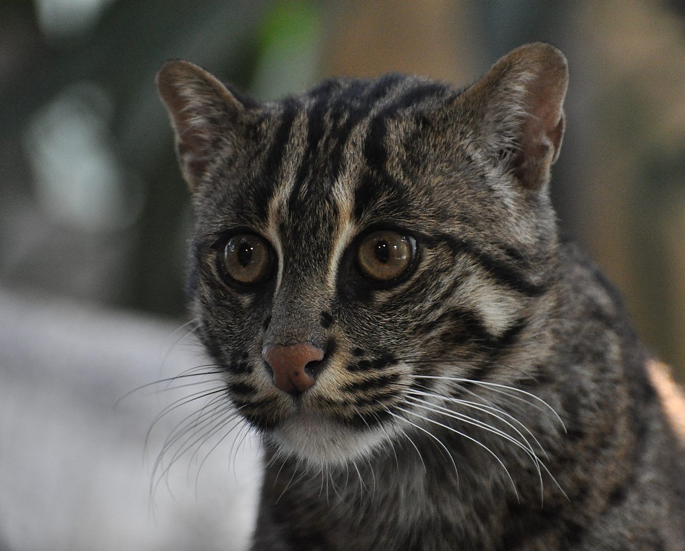 Fischkatze Portrait