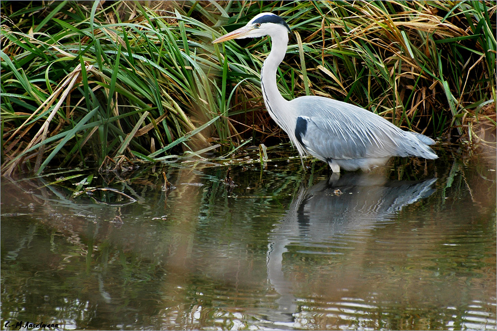 ° Fischklau in Grau auf der Lauer °