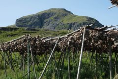 Fischköpfe auf den Lofoten