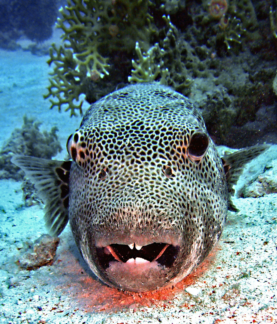 Fishkopf Fishkopf
