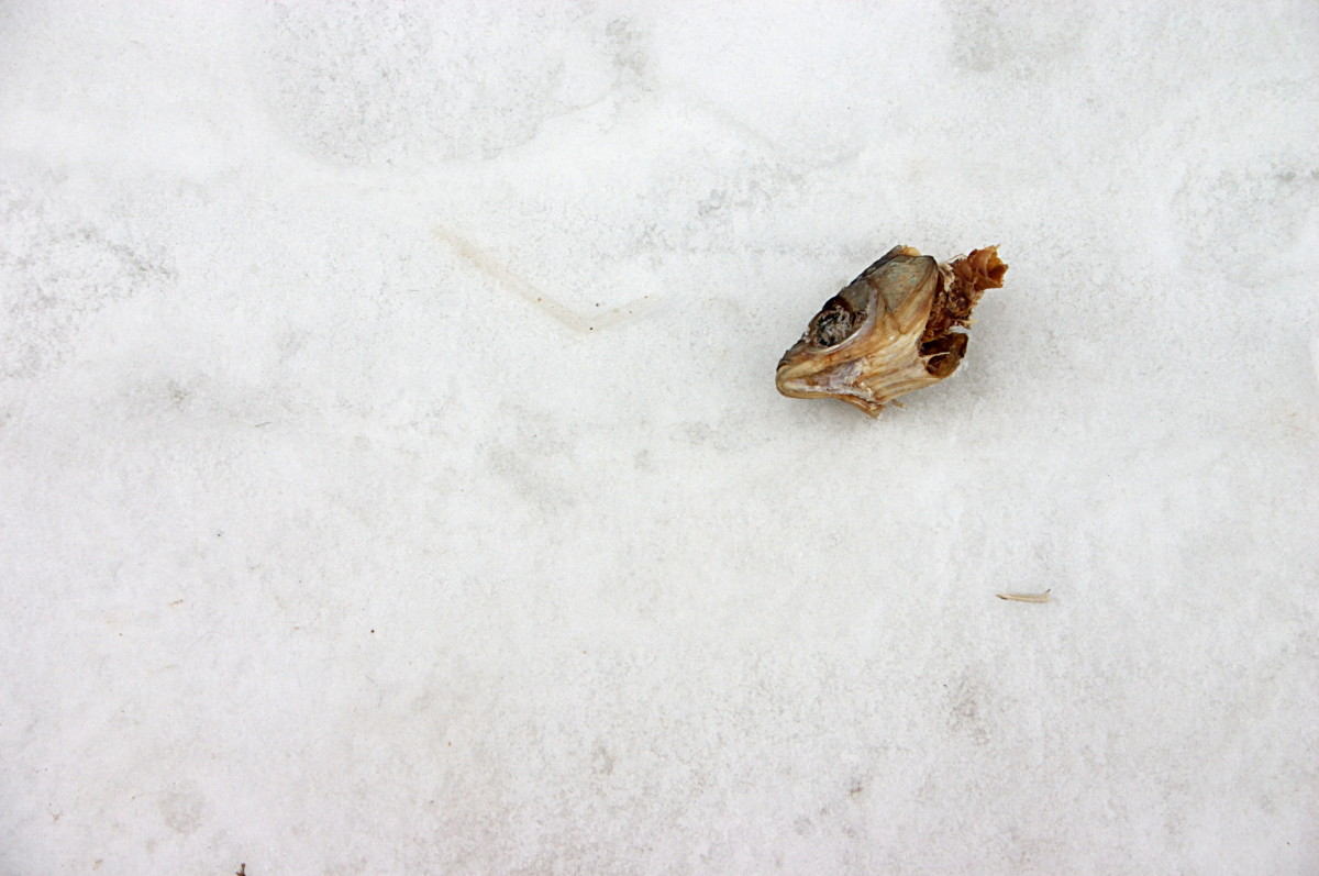 Fischkopf im Schnee