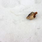 Fischkopf im Schnee