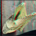 Fischkopp (3D Anaglyphe)