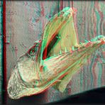 Fischkopp (3D Anaglyphe)