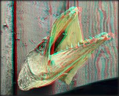 Fischkopp (3D Anaglyphe)