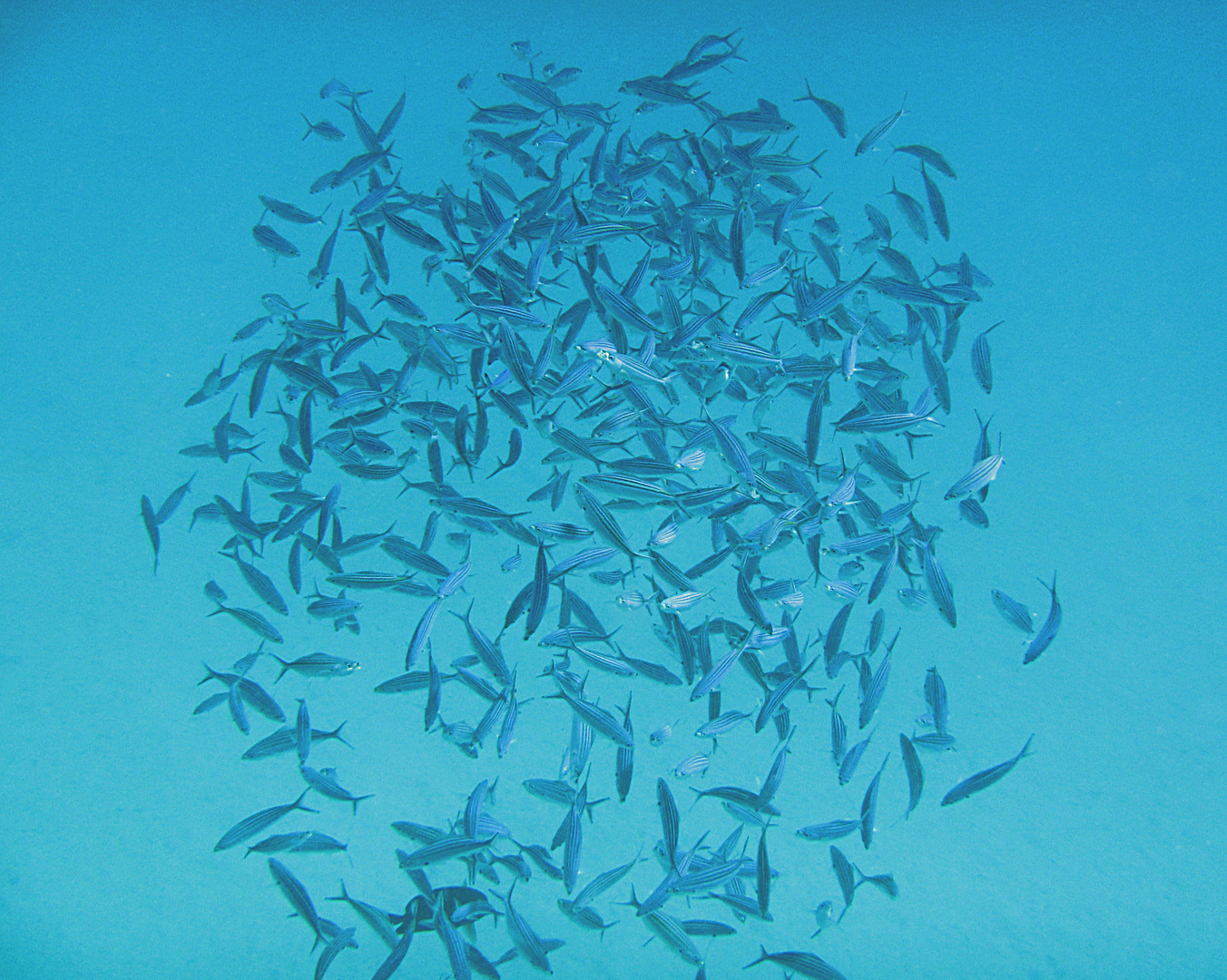 Fischkugel aus Großmaulmakrelen