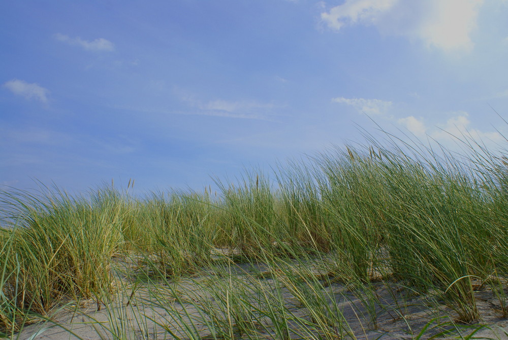 Fischländer Düne