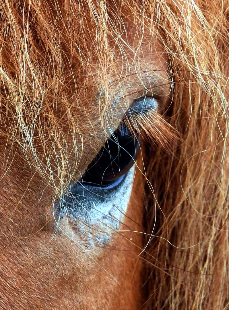 Fischland-Pony-Blick