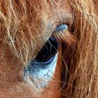 Fischland-Pony-Blick