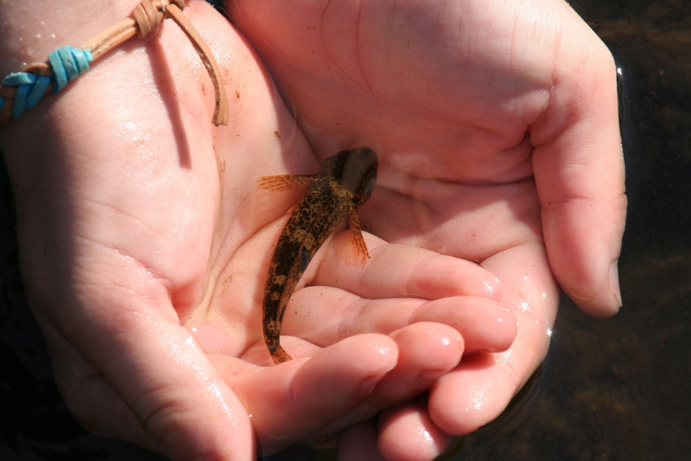 Fischlein in der Hand