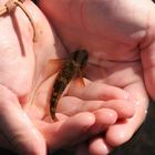 Fischlein in der Hand