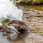 Fischliebhaber mit Beute