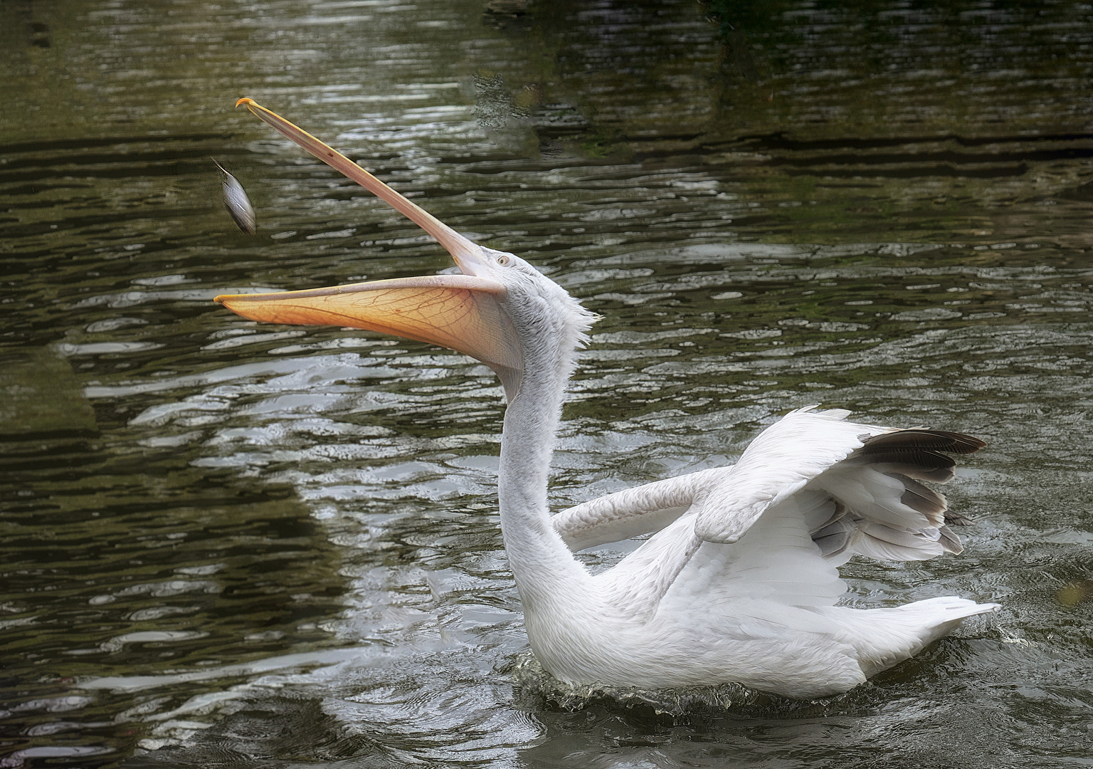 Fischmahlzeit