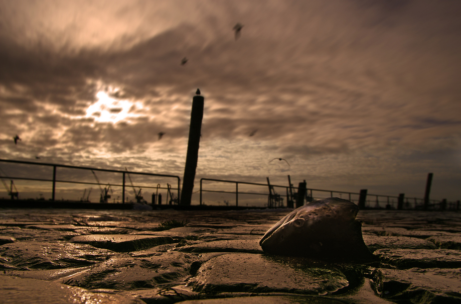 -Fischmarkt 12:30 Uhr-