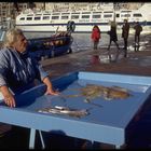 Fischmarkt am Hafen von Marsailles