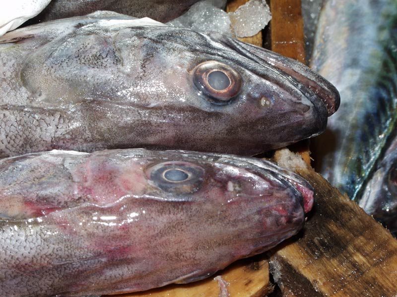 Fischmarkt auf Aegina