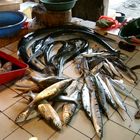 Fischmarkt Balamban, Cebu, Philippinen 4