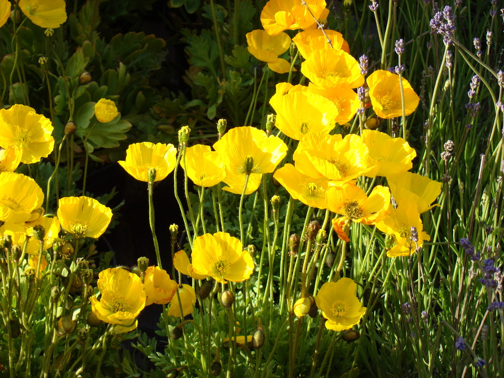 Fischmarkt-Blume III