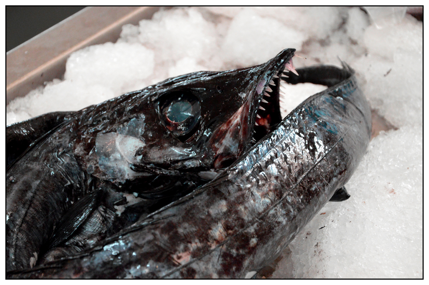 Fischmarkt Funchal: schwarzer Degenfisch