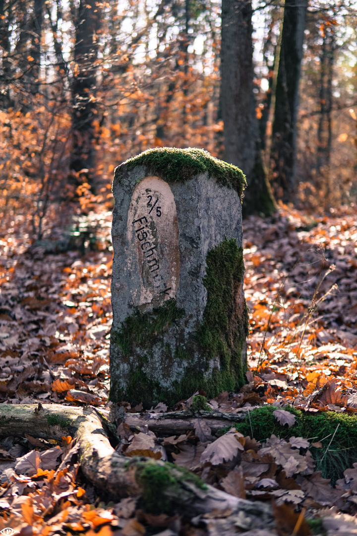 Fischmarkt im Wald