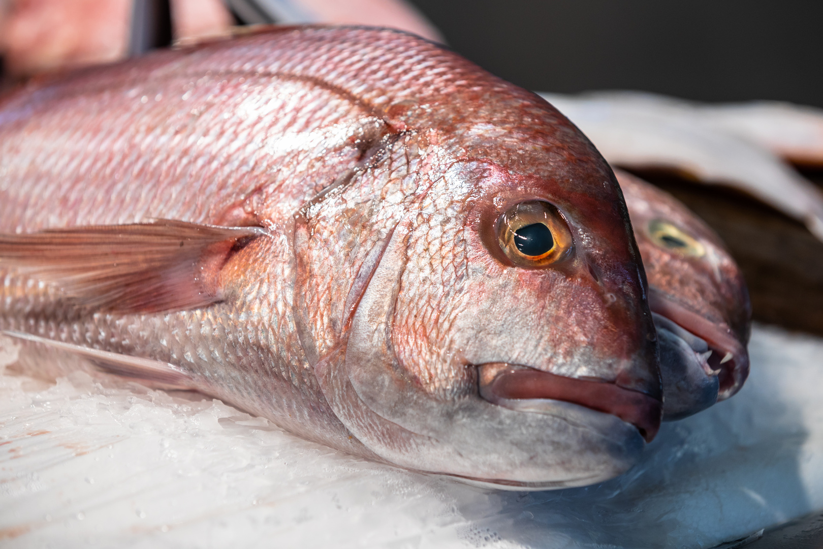 Fischmarkt in Cadiz