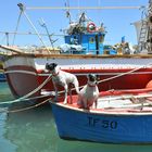 Fischmarkt in Marsaxlokk