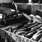 Fischmarkt in Marseille