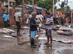 Fischmarkt in Negombo, Sri Lanka (1)