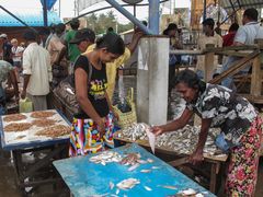 Fischmarkt in Negombo, Sri Lanka (2)