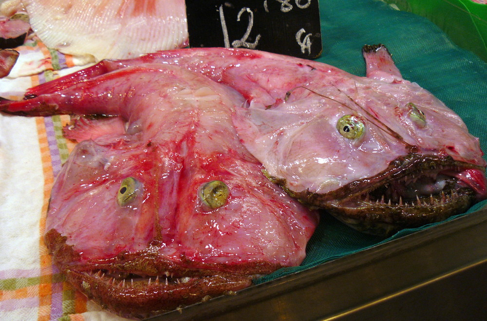 Fischmarkt in Palma de Mallorca / Seeteufel