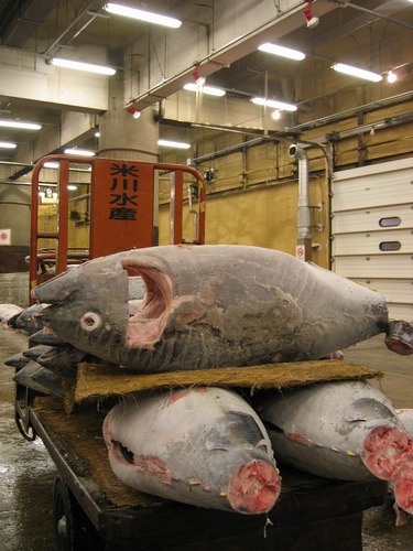 Fischmarkt in Tokio