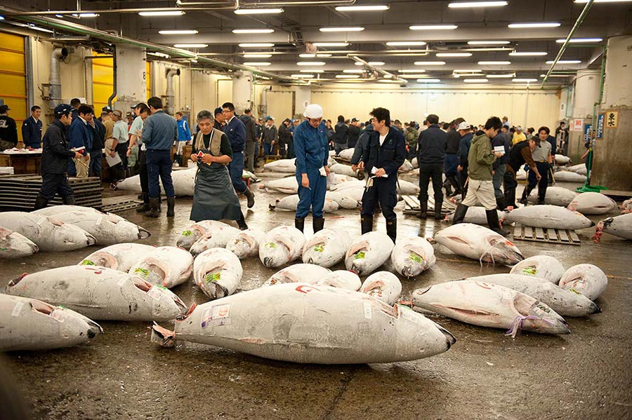 Fischmarkt in Tokyo