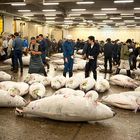 Fischmarkt in Tokyo