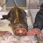 Fischmarkt in Venedig (glotz)