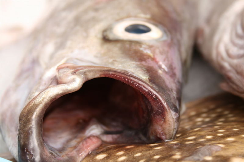 Fischmarkt - Lannion